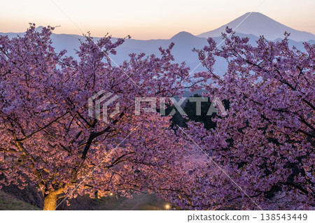 <Kanagawa Prefecture> Mount Fuji and the full-blooming Kawazu cherry blossoms and the night cherry blossoms of Ooi Yumenosato <Kanagawa Prefecture> Mount Fuji and the full-blooming Kawazu cherry blossoms and the night cherry blossoms of Ooi Yumenosato 138543449