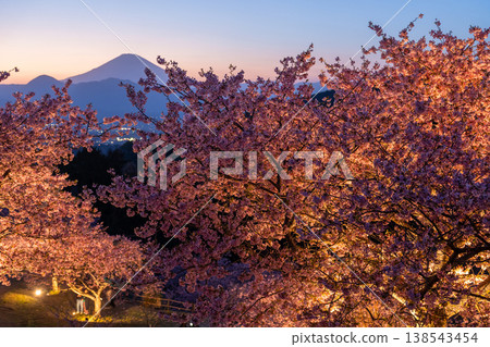 <Kanagawa Prefecture> Mount Fuji and the full-blooming Kawazu cherry blossoms and the night cherry blossoms of Ooi Yumenosato 138543454