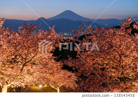 <Kanagawa Prefecture> Mount Fuji and the full-blooming Kawazu cherry blossoms and the night cherry blossoms of Ooi Yumenosato <Kanagawa Prefecture> Mount Fuji and the full-blooming Kawazu cherry blossoms and the night cherry blossoms of Ooi Yumenosato 138543458