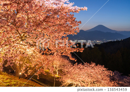 <Kanagawa Prefecture> Mount Fuji and the full-blooming Kawazu cherry blossoms and the night cherry blossoms of Ooi Yumenosato 138543459