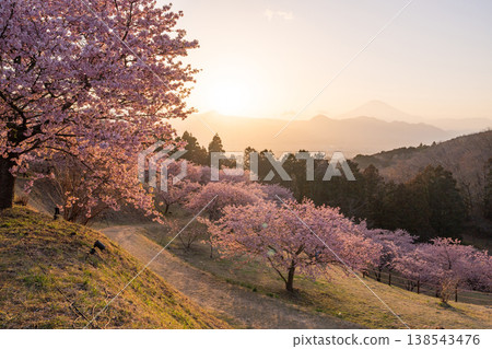 “神奈川縣”富士山和河津櫻花盛開，Oi Yume no Sato 138543476