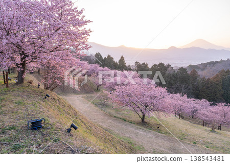 "Kanagawa Prefecture" Mt. Fuji and Kawazu cherry blossoms in full bloom, Oi Yume no Sato "Kanagawa Prefecture" Mt. Fuji and Kawazu cherry blossoms in full bloom, Oi Yume no Sato 138543481