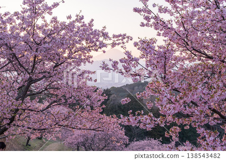 "Kanagawa Prefecture" Mt. Fuji and Kawazu cherry blossoms in full bloom, Oi Yume no Sato "Kanagawa Prefecture" Mt. Fuji and Kawazu cherry blossoms in full bloom, Oi Yume no Sato 138543482