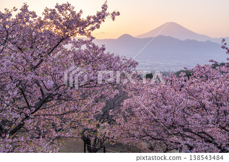 "Kanagawa Prefecture" Mt. Fuji and Kawazu cherry blossoms in full bloom, Oi Yume no Sato "Kanagawa Prefecture" Mt. Fuji and Kawazu cherry blossoms in full bloom, Oi Yume no Sato 138543484