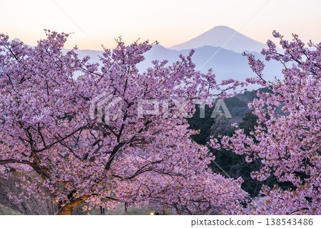 "Kanagawa Prefecture" Mt. Fuji and Kawazu cherry blossoms in full bloom, Oi Yume no Sato "Kanagawa Prefecture" Mt. Fuji and Kawazu cherry blossoms in full bloom, Oi Yume no Sato 138543486
