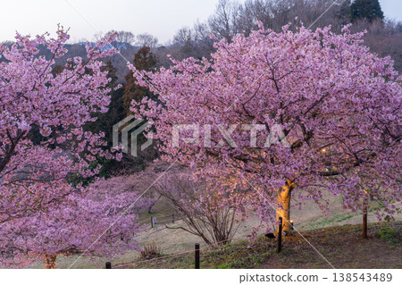 "Kanagawa Prefecture" Mt. Fuji and Kawazu cherry blossoms in full bloom, Oi Yume no Sato "Kanagawa Prefecture" Mt. Fuji and Kawazu cherry blossoms in full bloom, Oi Yume no Sato 138543489