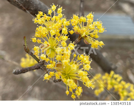 Yellow Cornelian cherry blossoms that bloom in spring 138543518