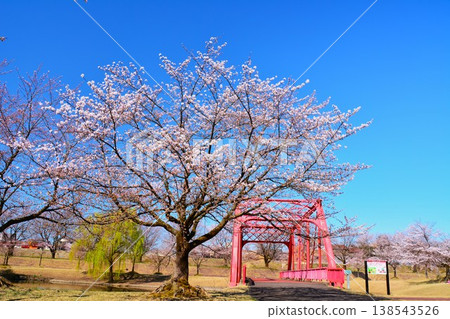 新潟縣長岡市越地川公園早春櫻花盛開的景色,這裡是白雪皚皚的地區。 新潟縣長岡市越地川公園早春櫻花盛開的景色,這裡是白雪皚皚的地區。 138543526