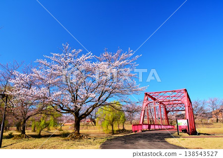 Early spring cherry blossom scenery at Koshiji River Park in Nagaoka City, Niigata Prefecture, a snowy region. Early spring cherry blossom scenery at Koshiji River Park in Nagaoka City, Niigata Prefecture, a snowy region. 138543527