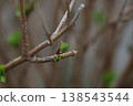 枝頭萌發新芽－一幅自然的背景畫面，讓人感受到春天的到來。 138543544