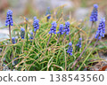 藍色風信子（葡萄風信子）花 - 天然春季背景素材 138543560