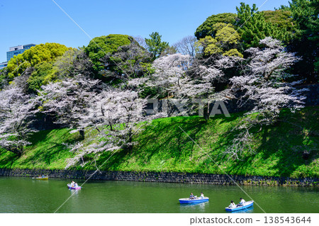 Chidorigafuchi Boating Area, Tokyo: Cherry blossoms in full bloom, 2026 Chidorigafuchi Boating Area, Tokyo: Cherry blossoms in full bloom, 2026 138543644