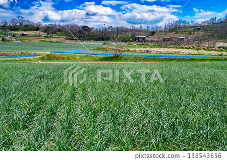 Farmland, grassland, landscape, shallots Farmland, grassland, landscape, shallots 138543656