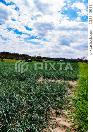 Shallot field, farmland landscape 138543658