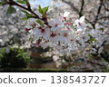 櫻花季節 138543727