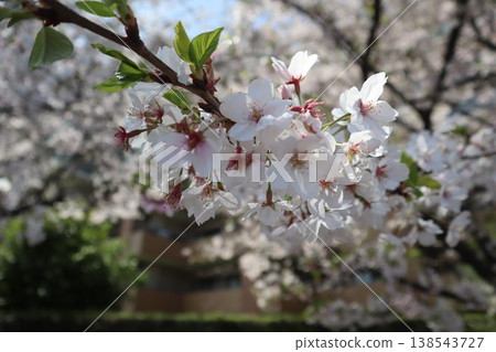 櫻花季節 138543727