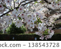 櫻花的風景 138543728