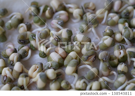 Germination Germination 138543811
