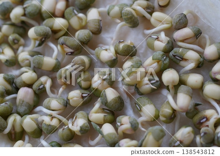 Germination Germination 138543812