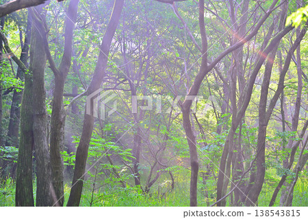 A lush, sunlit landscape of a wetland: Kitamoto Nature Park, Kitamoto City, Saitama Prefecture 138543815