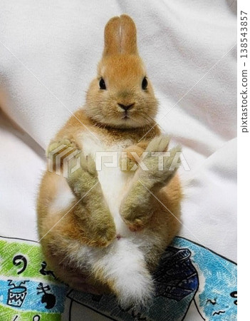 Baby rabbit with hooded ears 138543857