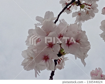 Cherry blossom Cherry blossom 138544024