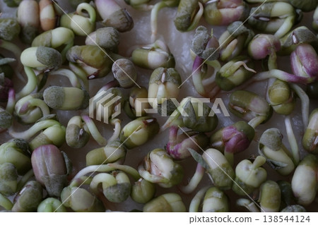 Germination Germination 138544124