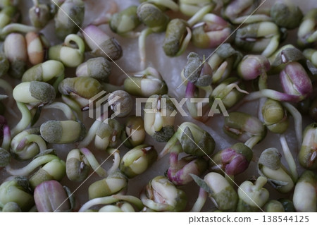 Germination Germination 138544125