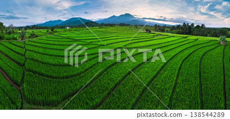 Beautiful morning view in Indonesia, panoramic landscape of rice fields with mountain ranges and clear sky Beautiful morning view in Indonesia, panoramic landscape of rice fields with mountain ranges and clear sky 138544289