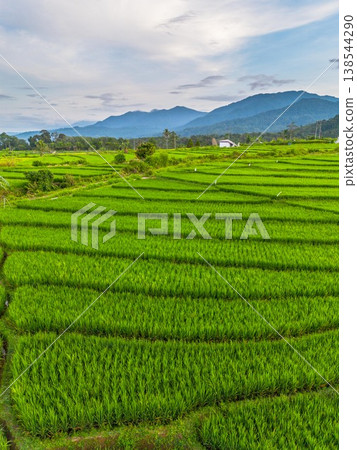 Beautiful morning view in Indonesia, panoramic landscape of rice fields with mountain ranges and clear sky Beautiful morning view in Indonesia, panoramic landscape of rice fields with mountain ranges and clear sky 138544290
