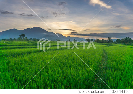 Beautiful morning view in Indonesia, panoramic landscape of rice fields with mountain ranges and clear sky Beautiful morning view in Indonesia, panoramic landscape of rice fields with mountain ranges and clear sky 138544301