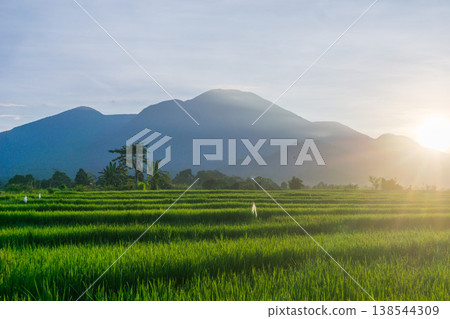 Beautiful morning view in Indonesia, panoramic landscape of rice fields with mountain ranges and clear sky Beautiful morning view in Indonesia, panoramic landscape of rice fields with mountain ranges and clear sky 138544309