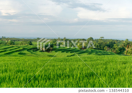 Beautiful morning view in Indonesia, panoramic landscape of rice fields with mountain ranges and clear sky Beautiful morning view in Indonesia, panoramic landscape of rice fields with mountain ranges and clear sky 138544310