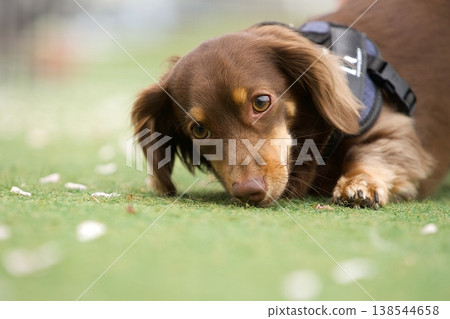 A dog staring while lying face down 138544658