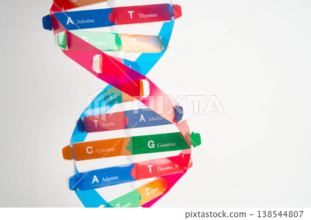 DNA molecule spiral structure model isolated on white background, chromosome and gene chemical science biology. 138544807