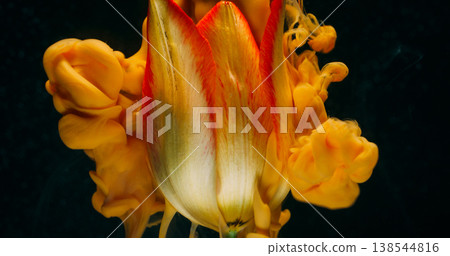Flower steam. Ink drop. Defocused pink orange color fume texture vapor yellow tropical tulip nature petals on abstract dark black background. Flower steam. Ink drop. Defocused pink orange color fume texture vapor yellow tropical tulip nature petals on abstract dark black background. 138544816