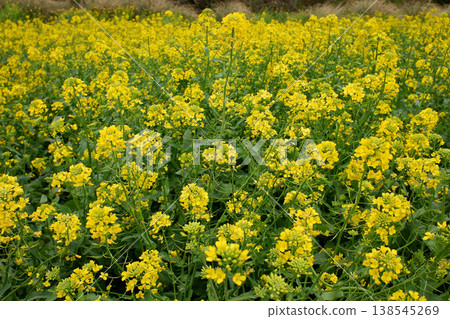 千葉縣:清明季油菜花 千葉縣:清明季油菜花 138545269