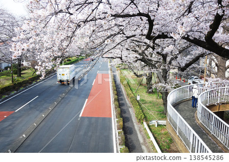 Cherry blossoms on the pedestrian overpass on Daigaku-dori in Kunitachi City, Tokyo 2026 138545286