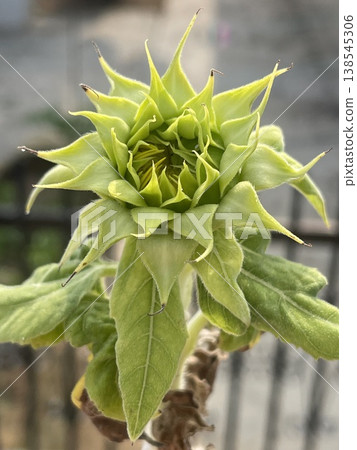 Close Up Of Green Sunflower Bud Helianthus Annuus Before Blooming Close Up Of Green Sunflower Bud Helianthus Annuus Before Blooming 138545306