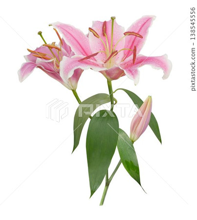 Beautiful pink lily flower isolated on white background Beautiful pink lily flower isolated on white background 138545556