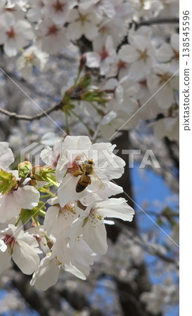 「近距離觀察大自然,捕捉春日陽光的感覺:湛藍的天空下,盛開的染井吉野櫻花,還有正在採集花蜜的蜜蜂。” 「近距離觀察大自然,捕捉春日陽光的感覺:湛藍的天空下,盛開的染井吉野櫻花,還有正在採集花蜜的蜜蜂。” 138545596