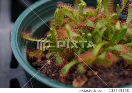 Welsh onion 138545598