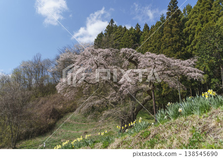 Iwakura Sakura 138545690