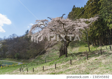 Iwakura Sakura 138545692