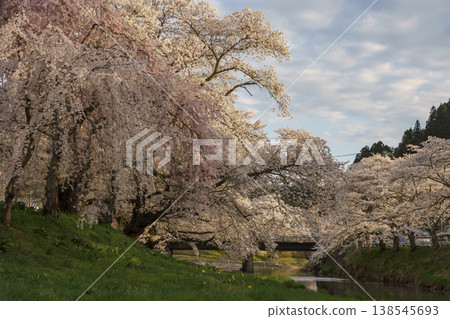 北川櫻花（日落） 138545693