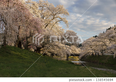 北川櫻花（日落） 138545694