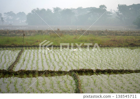 White Egrets Foraging in Misty Young Green Rice Paddy Fields at Dawn in West Bengal, India White Egrets Foraging in Misty Young Green Rice Paddy Fields at Dawn in West Bengal, India 138545711