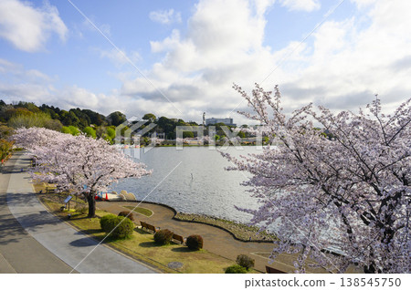 水戶市千羽湖和千羽湖公園的櫻花盛開 138545750