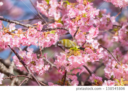 Kawazu cherry tree in full bloom and mezzo Kawazu cherry tree in full bloom and mezzo 138545806