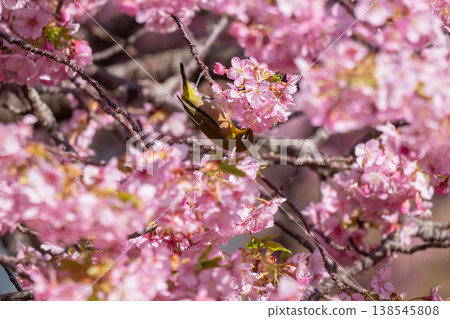 Kawazu cherry tree in full bloom and mezzo Kawazu cherry tree in full bloom and mezzo 138545808